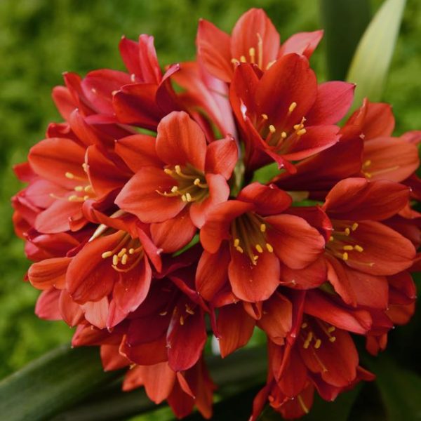 Wildflower & Daisy Wedding Garland
