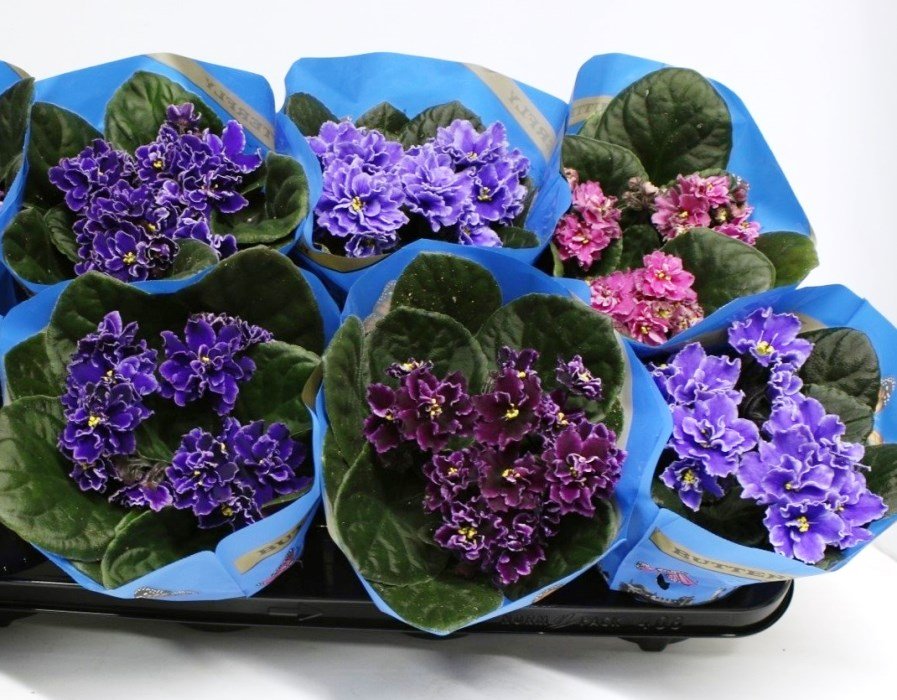 Spring Blossom & Iris Arrangement - Image 3