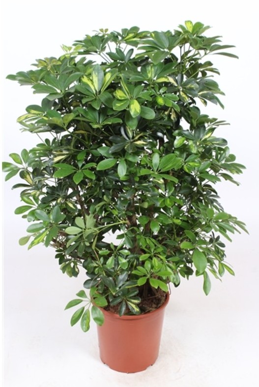 Orchid Garden - Image 2