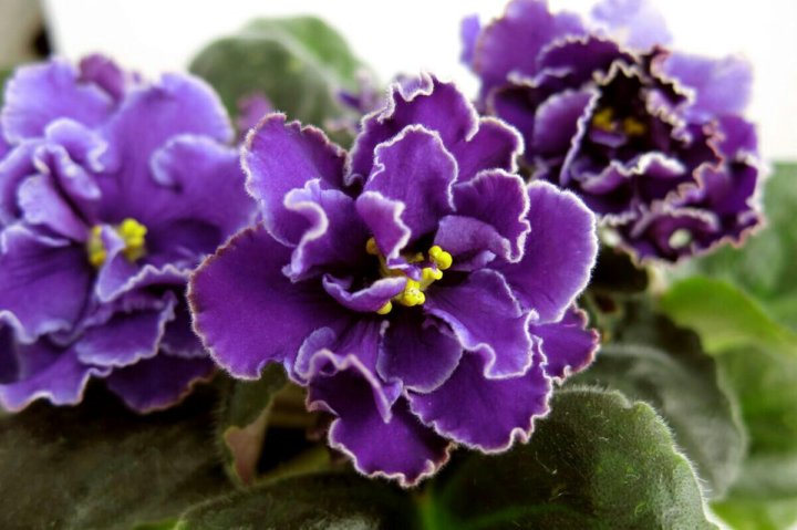 Spring Blossom & Iris Arrangement - Image 4