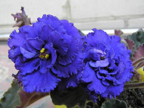 Spring Blossom & Iris Arrangement - Image 2