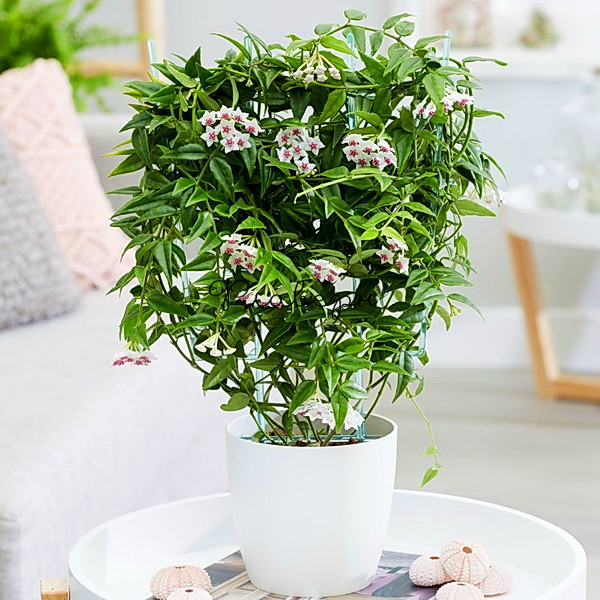 Wild Fern & Orchid Centerpiece - Image 3