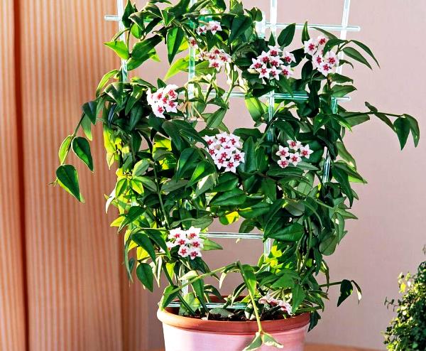 Wild Fern & Orchid Centerpiece - Image 4