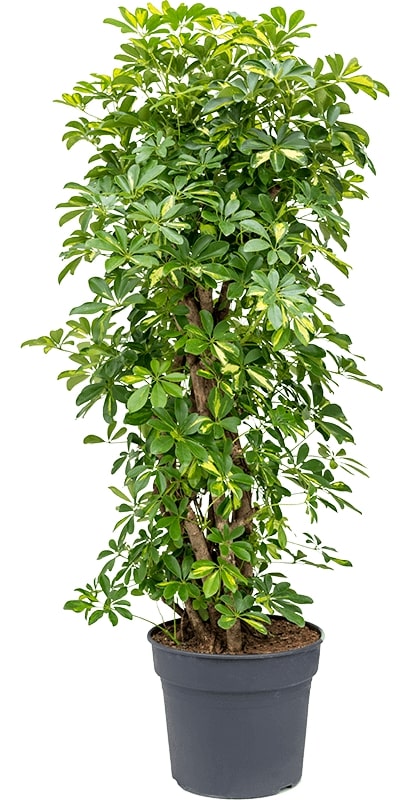 Orchid Garden - Image 4