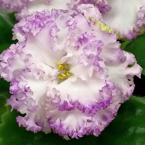 Spring Blossom & Iris Arrangement