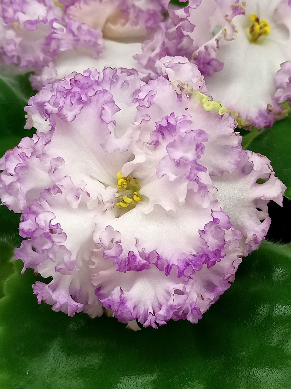 Spring Blossom & Iris Arrangement