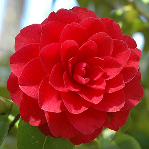 Golden Rose & Orchid Hand-Tied - Image 2